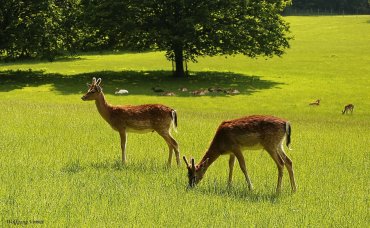 Wildpark Allensbach.jpg