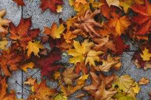 Bunte Herbstblätter liegen auf einem grauen Weg.