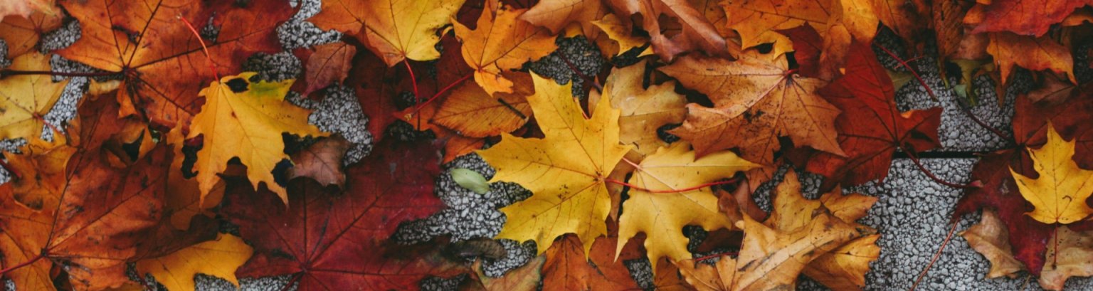 Bunte Herbstblätter liegen auf einem grauen Weg.