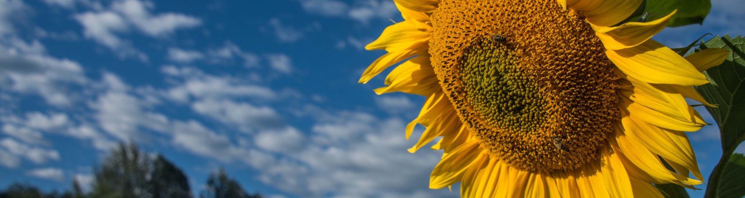 Sonnenblume vor blauem Himmel und Wald