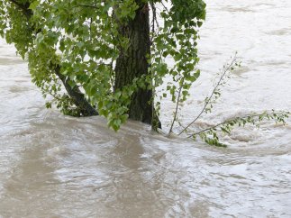Baum von Wasser umspült