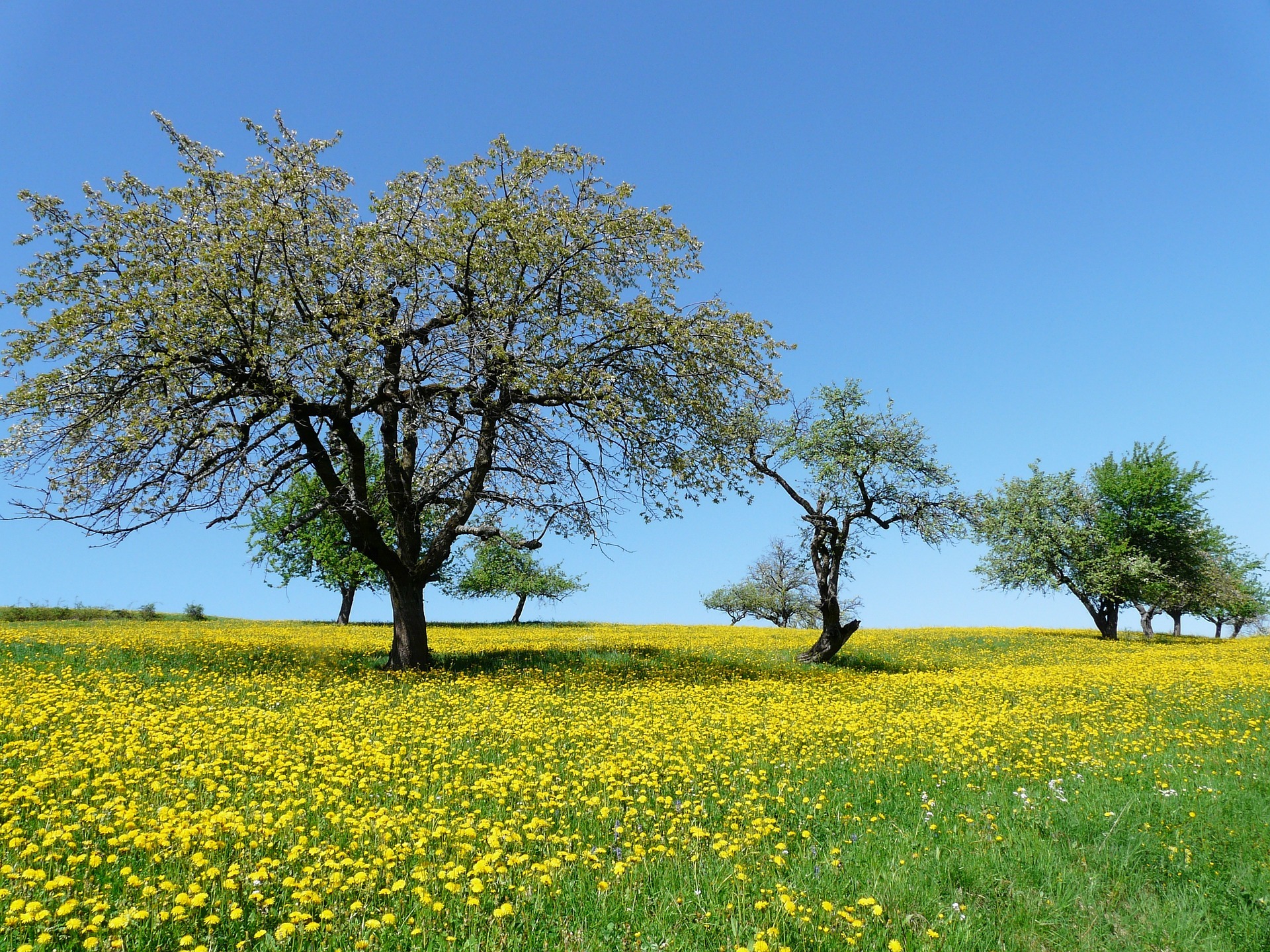 Obstbäume auf einer Wiese mit blühendem Löwenzahn