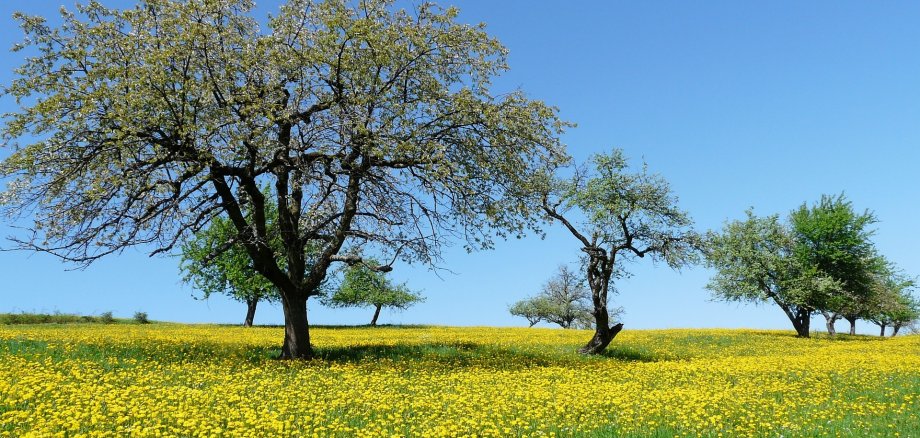 Obstbäume auf einer Wiese mit blühendem Löwenzahn