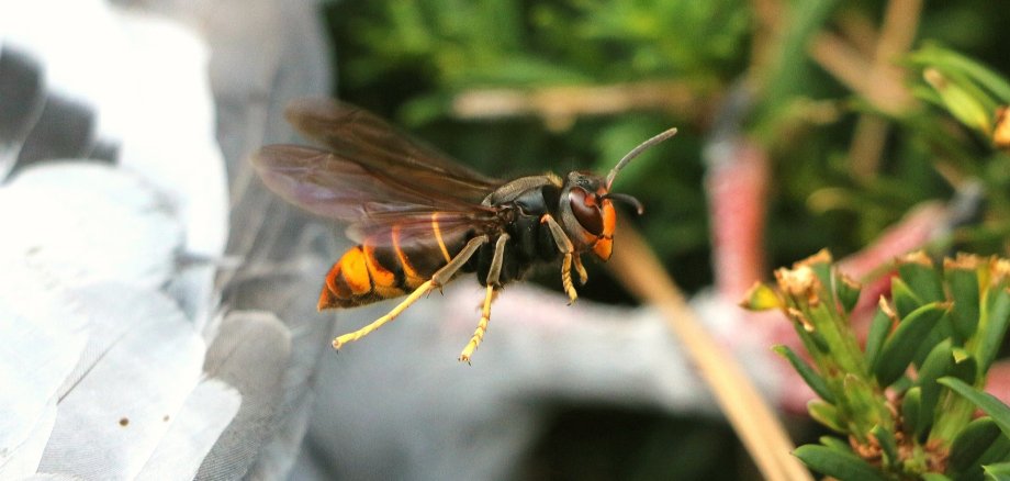 Fliegende Asiatische Hornisse