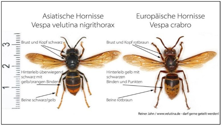 Vergleich zwischen Asiatischer und Europäischer Hornisse