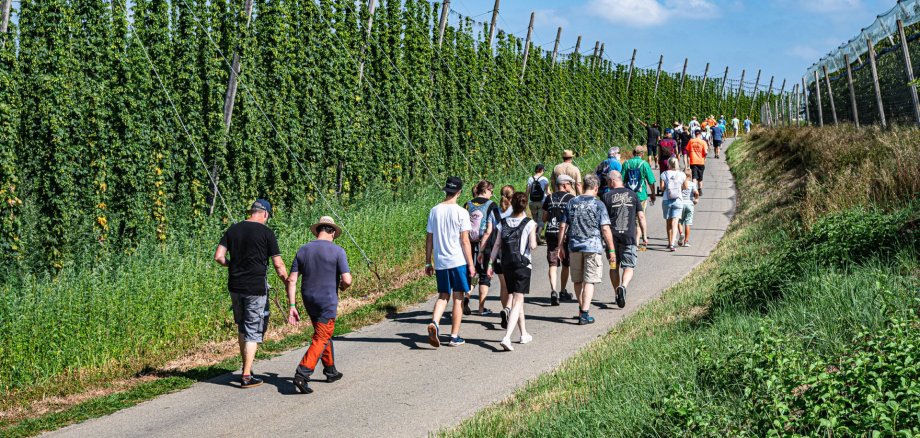 Menschen wandern am Hopfenwandertag auf dem Hopfenpfad