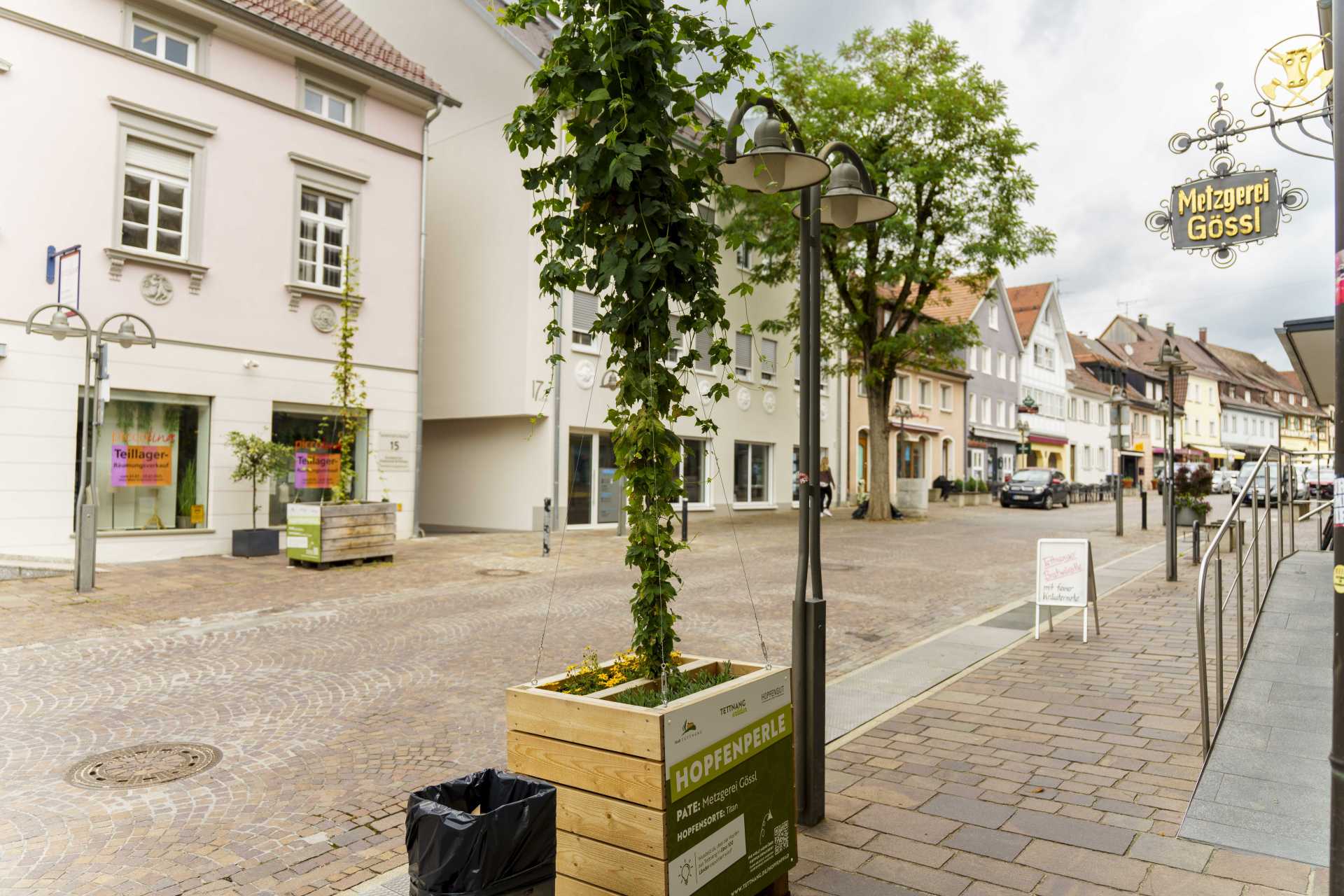 Eine der Hopfenkisten mit Hopfen in der Tettnanger Innenstadt