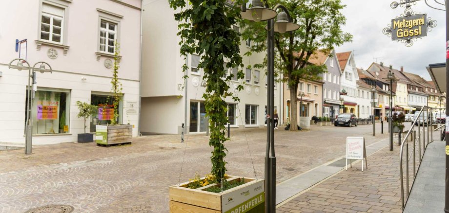 Eine der Hopfenkisten mit Hopfen in der Tettnanger Innenstadt