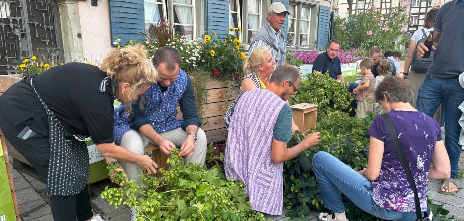Mehrere Hopfenpaten bei der Ernte des Innenstadthopfens 2024