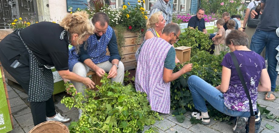 Mehrere Hopfenpaten bei der Ernte des Innenstadthopfens 2024