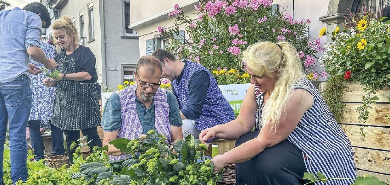 Verschiedene Personen beim Hopfenbrocken am Bärenplatz in Tettnang