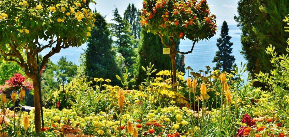 Bäume und Blumen auf der Insel Mainau mit Blick auf den See