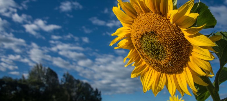 Sonnenblume vor blauem Himmel