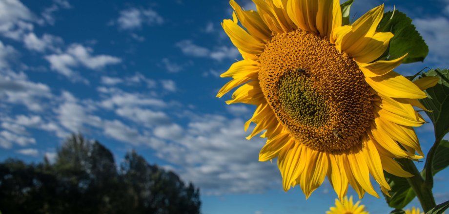 Sonnenblume vor sonnigem Himmel und Wald