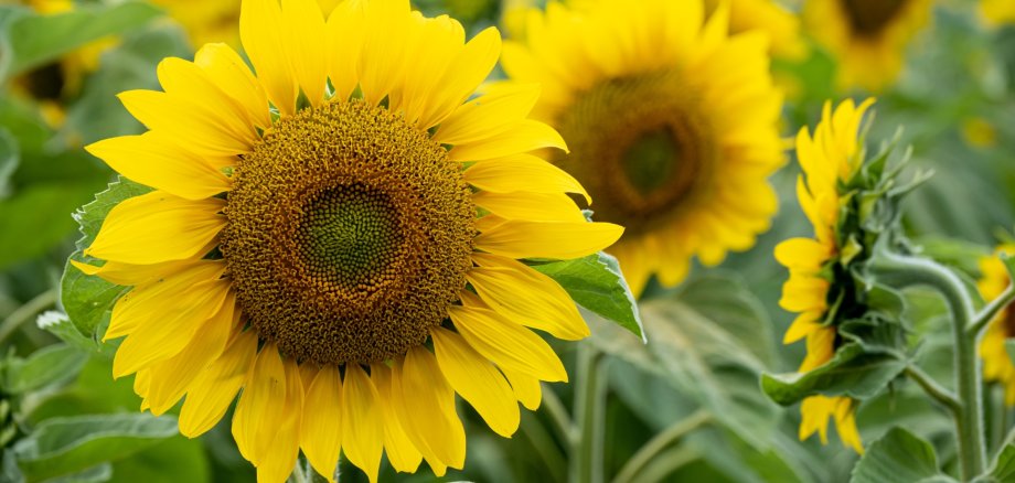 Closeup shot of a beautiful sunflower in a sunflower field