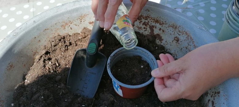 Hände säen Samen in kleines Pflanzgefäß