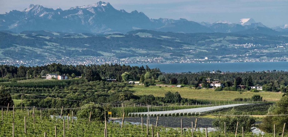 Blick über die Hopfenfelder Tettnangs auf den Bodensee und die dahinterliegenden Berg