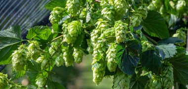 Nahaufnahme Hopfendolden