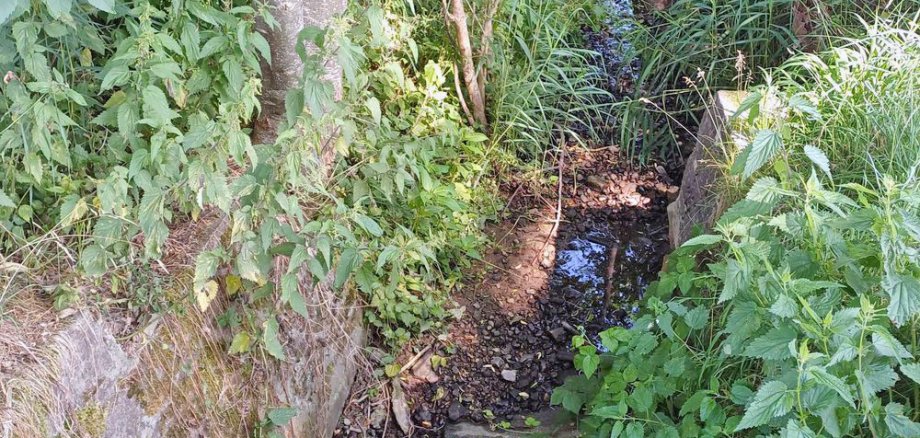Der Rohrbach bei Friedrichshafen mit wenig Wasser