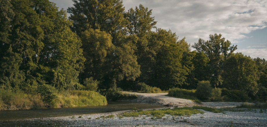 Ein Bach, im Hintergrund Bäume